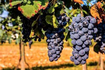 Temecula wine tour limo service